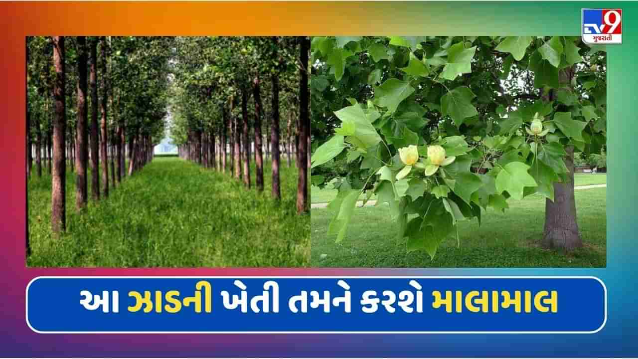 આ વૃક્ષની ખેતી તમને બનાવશે માલામાલ, લાખો-કરોડોમાં થશે કમાણી, જાણો ખેતીની રીત