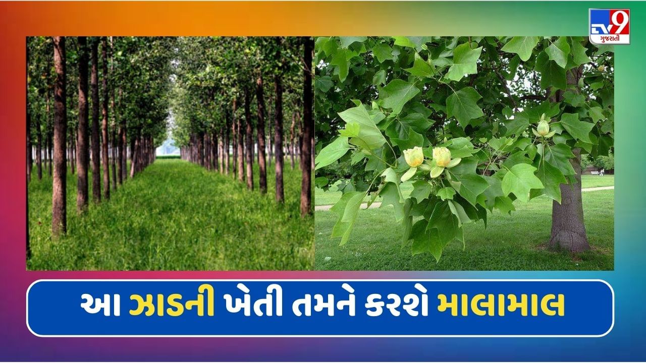 આ વૃક્ષની ખેતી તમને બનાવશે માલામાલ, લાખો-કરોડોમાં થશે કમાણી, જાણો ખેતીની રીત