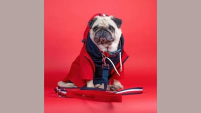 તમે સોશિયલ મીડિયા લોકોને તેમના એકાઉન્ટ દ્વારા કંપનીઓના ઉત્પાદનોનું બ્રાન્ડિંગ કરતા જોયા જ હશે પરંતુ જો અમે તમને કહીએ કે હવે માત્ર માણસો જ નહીં પરંતુ પ્રાણીઓ પણ આ કામ કરી રહ્યા છે, તો તમે શું કહેશો? બ્રિટનમાં Puggy Smalls નામનો એક કૂતરો આવું જ કંઈક કરી રહ્યો છે. આ કૂતરો તમારા વિચારો છો તેના કરતાં વધુ પ્રખ્યાત છે. કંપનીઓ તેને આ દ્વારા તેમના ઉત્પાદનોની બ્રાન્ડિંગ માટે લાખો રૂપિયાની ઓફર કરે છે. ચાલો તમને આ અનોખા સોશિયલ મીડિયા સ્ટારનો પરિચય કરાવીએ. (Image Source: Instagram/@thepuggysmalls)