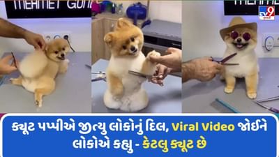 પપ્પીએ એવી રીતે કરાવ્યા હેર કટ, Viral Video જોઈને લોકોએ કહ્યુ- કેટલુ ક્યૂટ છે