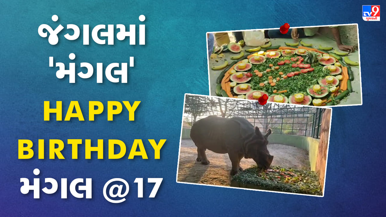 Narmada: જંગલ સફારીના ગેંડા 'મંગલ'નો બર્થ ડે, સ્ટાફે કેક કાપીને કરી ઉજવણી