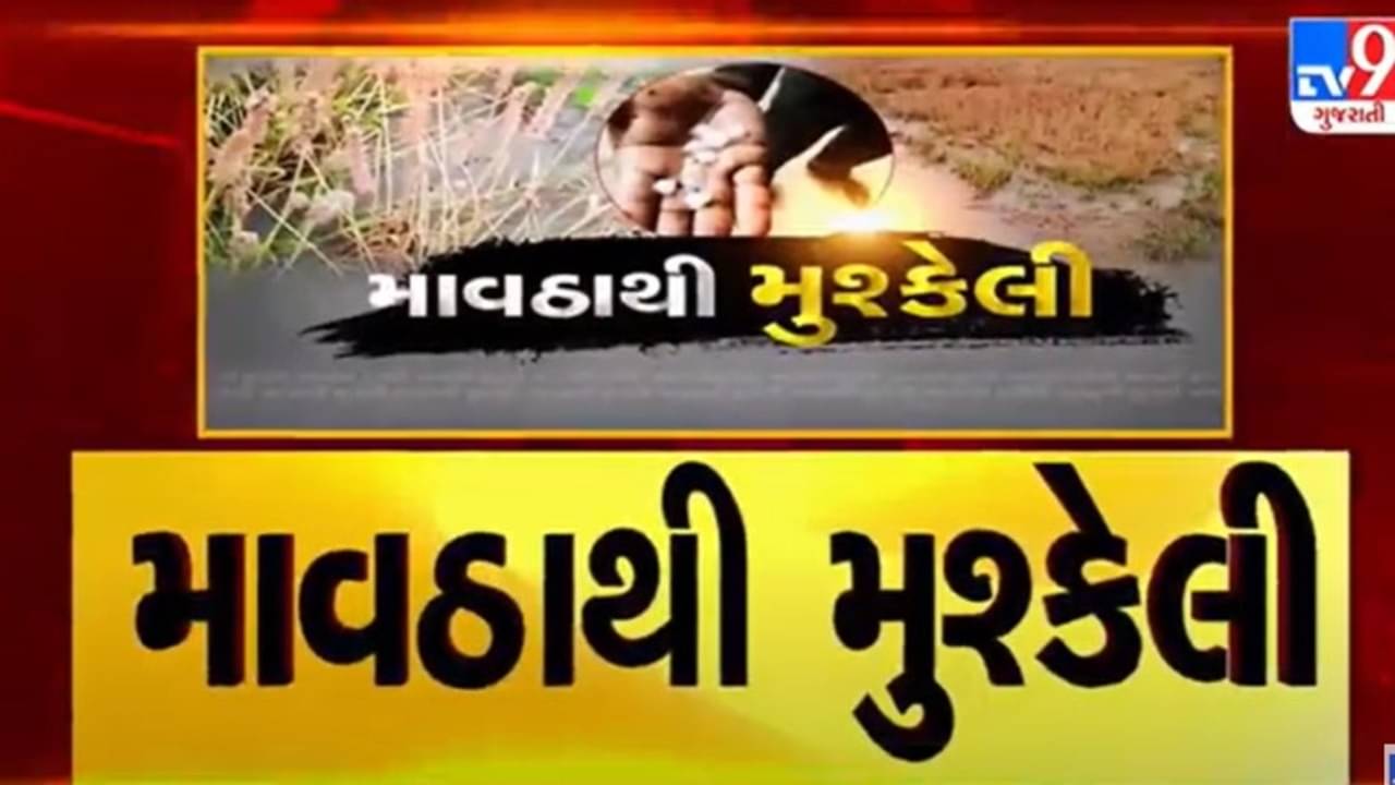 Gujarati VIDEO :  માવઠાએ મુશ્કેલી વધારી ! અરવલ્લીના મોડાસામાં ભારે વરસાદને કારણે બાગાયતી પાક નષ્ટ થયો