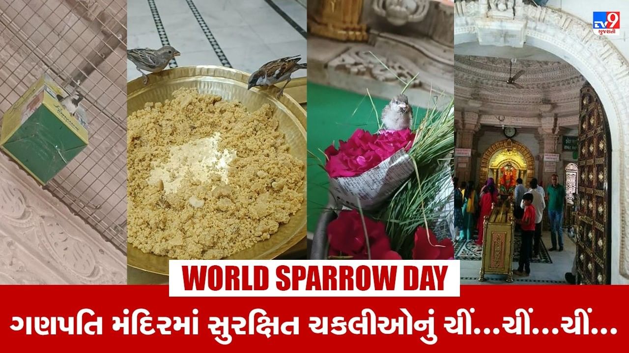 World Sparrow Day: કોઠના ગણેશપુરા મંદિરના ગર્ભગૃહથી માંડીને પરિસરમાં 70 કરતાં વધુ માળા, અસંખ્ય ચકલીઓ કરે છે વસવાટ
