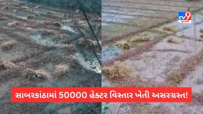 Sabarkantha: 50000 હેક્ટર વિસ્તાર ખેતી કમોસમી વરસાદથી અસરગ્રસ્ત, સૌથી વધુ હિંમતનગરમાં નુક્શાનનો અંદાજ