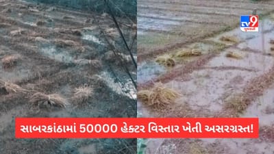 Sabarkantha: 50000 હેક્ટર વિસ્તાર ખેતી કમોસમી વરસાદથી અસરગ્રસ્ત, સૌથી વધુ હિંમતનગરમાં નુક્શાનનો અંદાજ