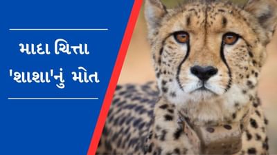 Breaking News : કુનો નેશનલ પાર્કમાં નામીબિયાથી લાવવામાં આવેલી માદા ચિત્તા 'શાશા'નું થયું મોત, 3 મહિનાથી બીમાર હતી
