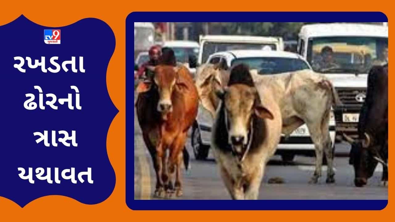 Vadodara : રખડતી રંજાડનો ત્રાસ યથાવત, 79 વર્ષીય વૃદ્ધને અડફેટે લેતા ગંભીર રીતે ઈજાગ્રસ્ત