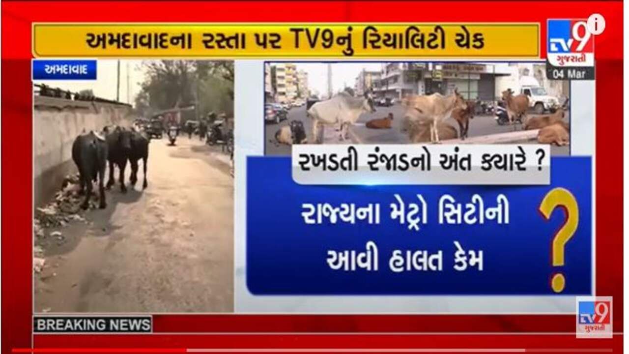 Gujarati Video અમદાવાદના જાહેર માર્ગો પર રખડતા ઢોરનો ત્રાસ યથાવત