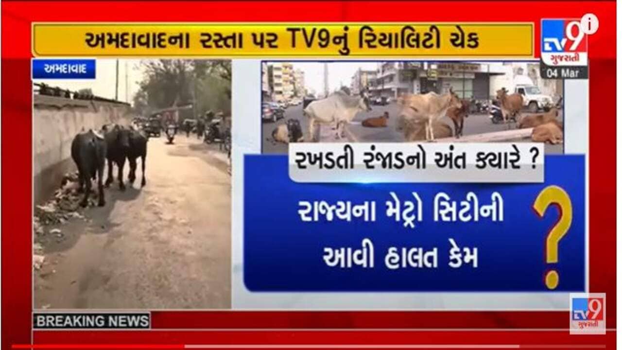 Gujarati Video: અમદાવાદના જાહેર માર્ગો પર રખડતા ઢોરનો ત્રાસ યથાવત