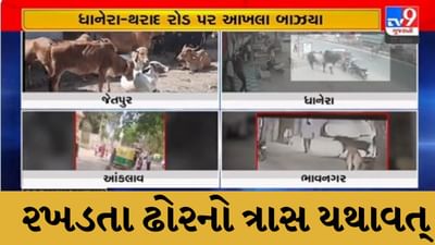 જેતપુર, આંકલાવ અને ભાવનગરમાં રખડતા ઢોરે અનેકને અડફેટે લીધા, જુઓ રખડતા આતંકનો Video