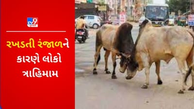 Gujarati VIDEO : ધોરાજીના મુખ્ય માર્ગો પર આખલાઓનો અડિંગો, સ્થાનિકોમાં પારાવાર રોષ
