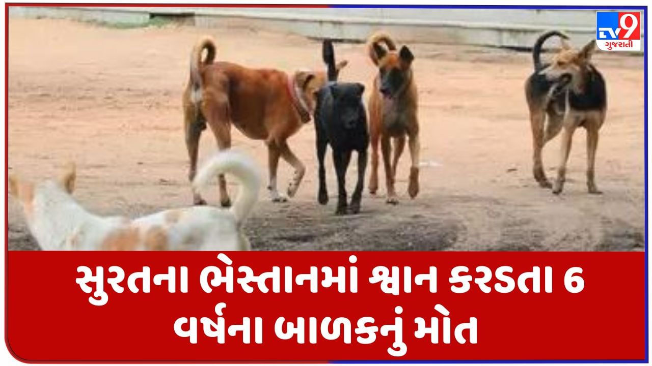 Breaking News: સુરતમાં શ્વાનનો આતંક યથાવત, ભેસ્તાન વિસ્તારમાં શ્વાન કરડતા 6 વર્ષના બાળકનું મોત