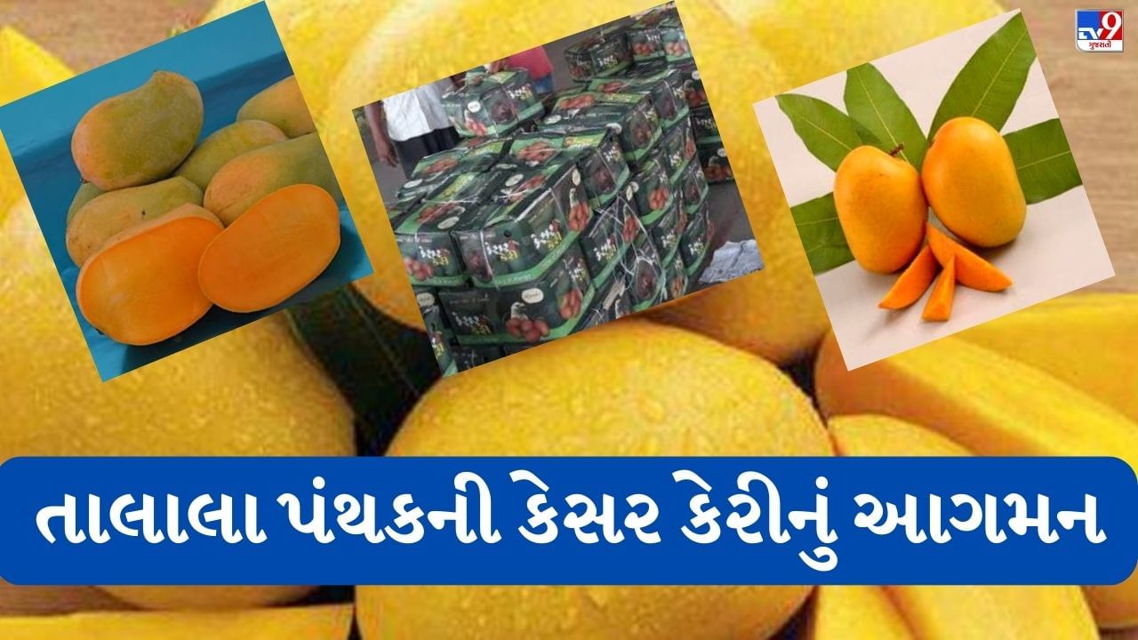 Junagadh: કેરી રસિકો માટે ગુડ ન્યૂઝ : માર્કેટ યાર્ડમાં મીઠી મધુરી કેસર કેરીનું આગમન થયું, તાલાલાની કેસર કેરીની 15 બોક્સની આવક ! ખાવા માટે ચૂકવવા પડશે આટલા પૈસા, જુઓ VIDEO