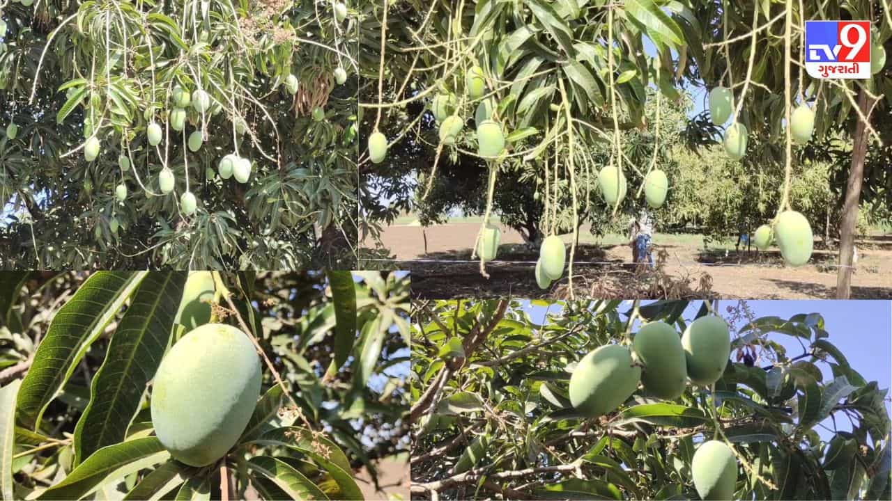 Gir Somnath: વિશ્વવિખ્યાત તાલાલા ગીરની કેસર કેરી પરથી ટળી માવઠાની ઘાત, કેરી રસિકો માણી શકશે કેસરનો સ્વાદ