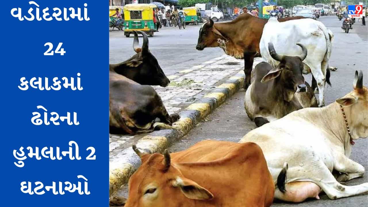 Vadodra : રખડતા ઢોરનો આતંક યથાવત્, ગાયે વધુ એક વૃદ્ધને અડફેટે લેતા થયા ઇજાગ્રસ્ત