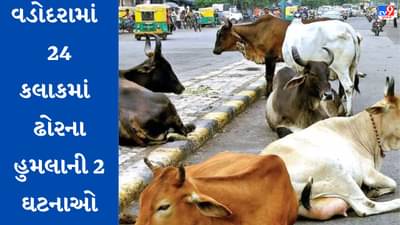 Vadodra : રખડતા ઢોરનો આતંક યથાવત્, ગાયે વધુ એક વૃદ્ધને અડફેટે લેતા થયા ઇજાગ્રસ્ત