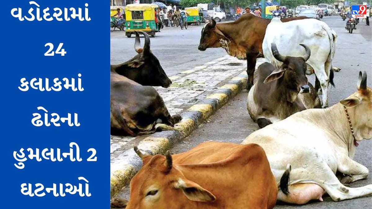 Vadodra : રખડતા ઢોરનો આતંક યથાવત્, ગાયે વધુ એક વૃદ્ધને અડફેટે લેતા થયા ઇજાગ્રસ્ત