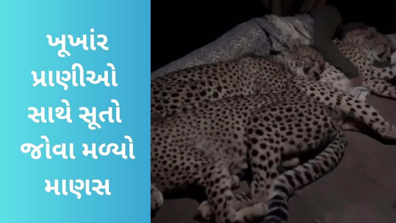 ચિત્તાથી ડર નથી લાગતો સાહેબ! ખૂખાંર પ્રાણીઓ સાથે સૂતો જોવા મળ્યો માણસ, જુઓ Viral Video