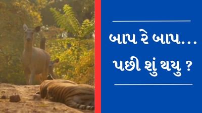 Viral Video : મોતની દાવત બની વાઘ સામે પહોંચ્યું હરણ, દિલધડક વીડિયો થયો વાયરલ