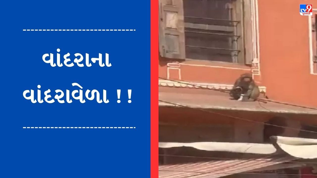 Viral Video : વાંદરાએ ફિલ્મી સ્ટાઈલમાં શ્વાનના બચ્ચાની કરી ચોરી, ચોંકાવનારો વીડિયો થયો વાયરલ