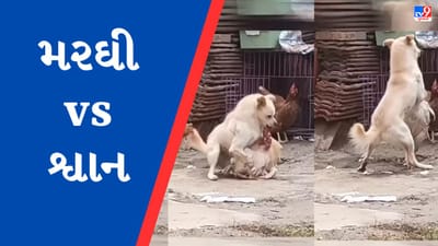 Viral Video : શ્વાન અને મરઘી વચ્ચે થઈ ભયંકર બબાલ, Videoમાં જુઓ છેલ્લે કોણ જીત્યુ ?