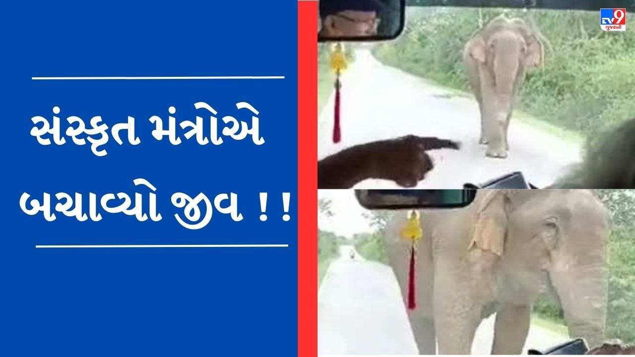 Viral Video : ગાડી સામે આવ્યો જંગલી હાથી, બ્રાહ્મણોએ વાંચ્યા સંસ્કૃત મંત્રો, જાણો પછી શું થયું ?