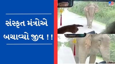 Viral Video : ગાડી સામે આવ્યો જંગલી હાથી, બ્રાહ્મણોએ વાંચ્યા સંસ્કૃત મંત્રો, જાણો પછી શું થયું ?