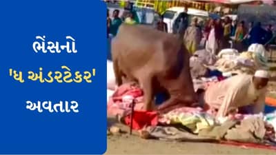 Viral Video : બજારમાં ભેંસ બની અંડરટેકર, લોકોને ઉઠાવી ઉઠાવીને પછાડયા