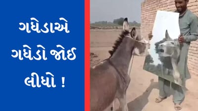 Viral Video : અરીસામાં પોતાનો ચહેરા જોઈ ચોંક્યો ગધેડો, પેટ પકડીને હસ્યા યુઝર્સ
