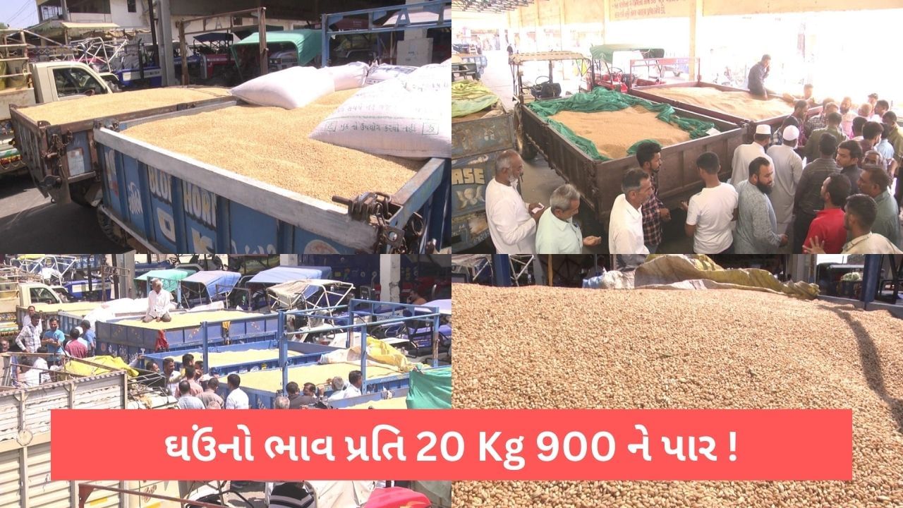 Wheat Price: ઘઉંનો ભાવ 900 ને પાર, ઉત્તર ગુજરાતમાં સતત ભાવ હરાજીમાં સતત ઉંચા બોલાયા, માર્કેટયાર્ડોમાં ખેડૂતોની ભીડ