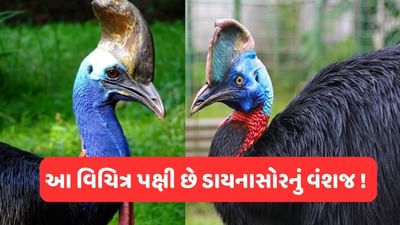 Video viral : દુનિયાના 'સૌથી ખતરનાક પક્ષી'નો વીડિયો આવ્યો સામે, જેનો એક જ વાર કોઈને પણ મોતને ઘાટ ઉતારી દે તેવો છે!