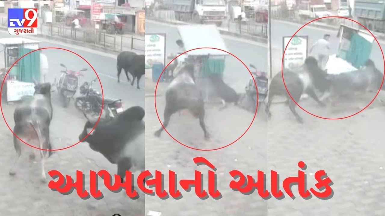 Gujarati Video : આખલાઓએ પાણી પુરીની લારીને લીધી અડફેટે, પાણીપુરી ખાનારા માંડ બચ્યા, જુઓ CCTV
