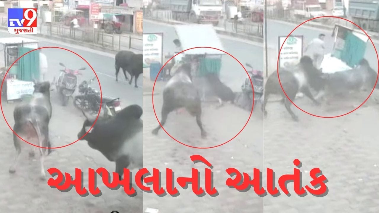 Gujarati Video : આખલાઓએ પાણી પુરીની લારીને લીધી અડફેટે, પાણીપુરી ખાનારા માંડ બચ્યા, જુઓ CCTV Gujarati Video : આખલાઓએ પાણી પુરીની લારીને લીધી અડફેટે, પાણીપુરી ખાનારા માંડ બચ્યા, જુઓ CCTV