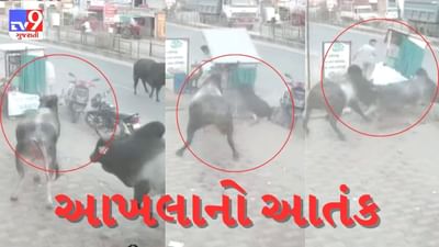 Gujarati Video : આખલાઓએ પાણી પુરીની લારીને લીધી અડફેટે, પાણીપુરી ખાનારા માંડ બચ્યા, જુઓ CCTV Gujarati Video : આખલાઓએ પાણી પુરીની લારીને લીધી અડફેટે, પાણીપુરી ખાનારા માંડ બચ્યા, જુઓ CCTV