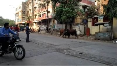 Gujarati Video: ભાવનગરના મહુવામાં ગાંધીબાગ રોડ પર બે આખલા બાખડ્યા, 25 મિનિટ રસ્તો રહ્યો બંધ