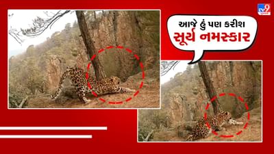 અહો આશ્ચર્યમ.. દીપડાએ સૂર્ય નમસ્કાર કર્યા ! IFS એ શેર કર્યો વીડિયો, સોશિયલ મીડિયા પર થયો Viral