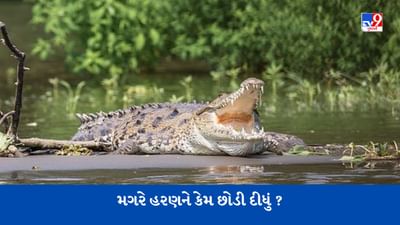 Viral Video: મગરે કર્યો હરણનો શિકાર, પછી ખબર પડી આ સચ્ચાઈ, જાણો પછી શું થયું?