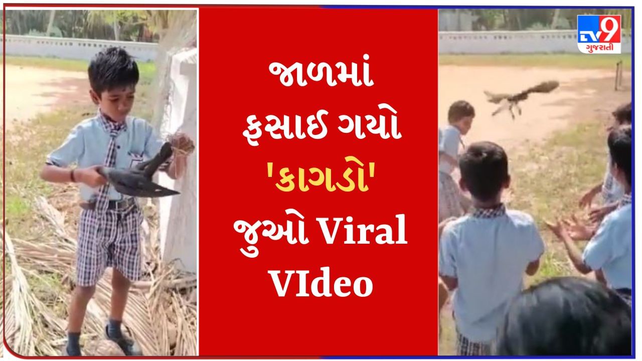 Cute Viral Video : જાળમાં ફસાયો 'કાગડો', શાળાના બાળકે બચાવ્યો જીવ- જુઓ હ્રદયસ્પર્શી Viral Video