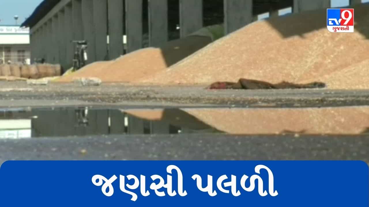 Gujarati Video : વરસાદની આગાહી છતાં ધોરાજી માર્કેટયાર્ડની બેદરકારી, ખુલ્લા મેદાનમાં પડેલી જણસી પલળી