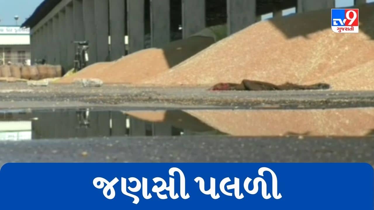 Gujarati Video : વરસાદની આગાહી છતાં ધોરાજી માર્કેટયાર્ડની બેદરકારી, ખુલ્લા મેદાનમાં પડેલી જણસી પલળી