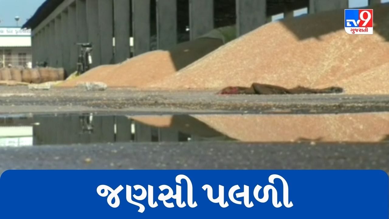 Gujarati Video : વરસાદની આગાહી છતાં ધોરાજી માર્કેટયાર્ડની બેદરકારી, ખુલ્લા મેદાનમાં પડેલી જણસી પલળી Gujarati Video : વરસાદની આગાહી છતાં ધોરાજી માર્કેટયાર્ડની બેદરકારી, ખુલ્લા મેદાનમાં પડેલી જણસી પલળી
