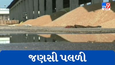 Gujarati Video : વરસાદની આગાહી છતાં ધોરાજી માર્કેટયાર્ડની બેદરકારી, ખુલ્લા મેદાનમાં પડેલી જણસી પલળી