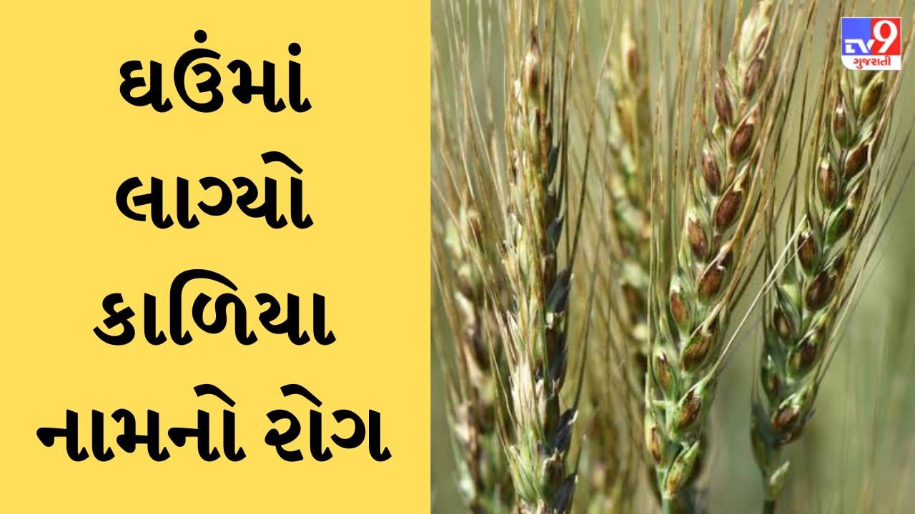 Gujarati Video : ધોરાજીમાં ઘઉંના પાકમાં કાળિયા નામના રોગે કાળો કહેર વર્તાવ્યો, ઘઉંના ઉત્પાદન પર 50 ટકા ઘટ આવતા ખેડૂતો ચિંતામાં