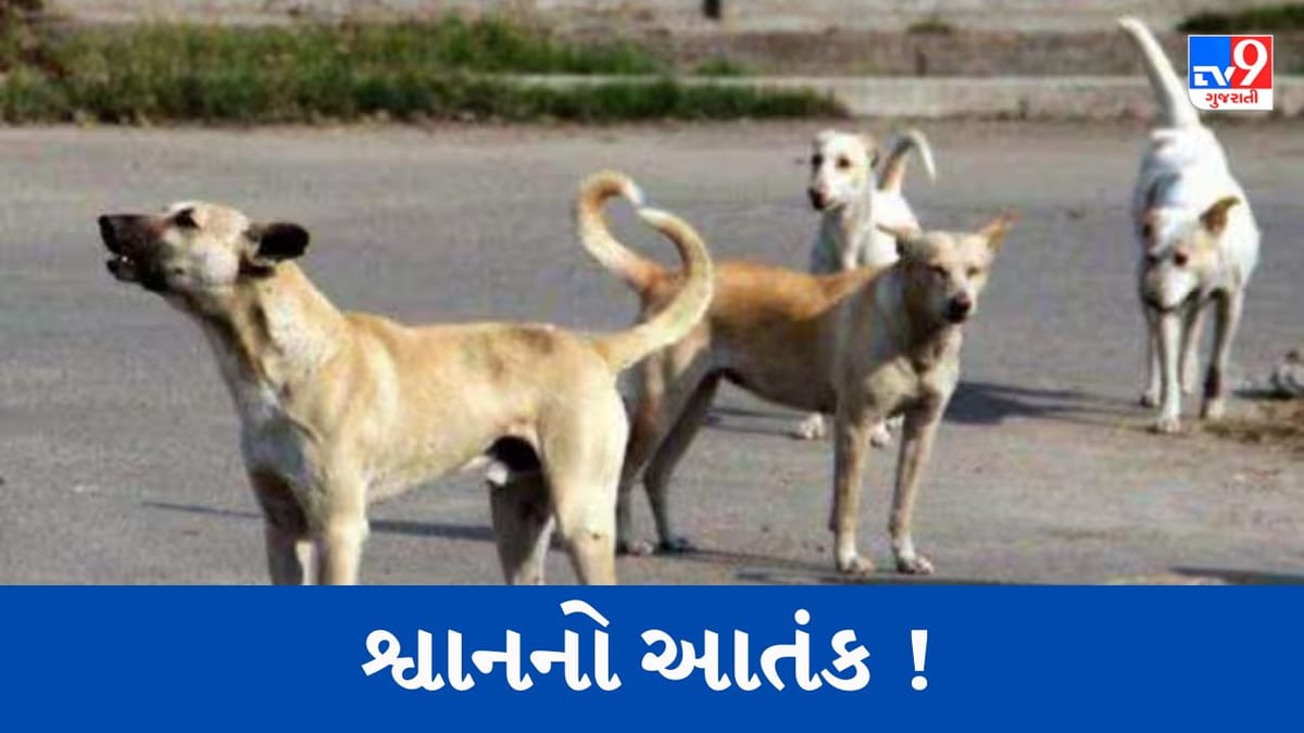 Amreli : સમઢીયાળા ગામમાં શ્વાને એક જ પરીવારના બે બાળકો પર કર્યો હુમલો, સારવાર અર્થે રાજકોટ ખસેડાયા