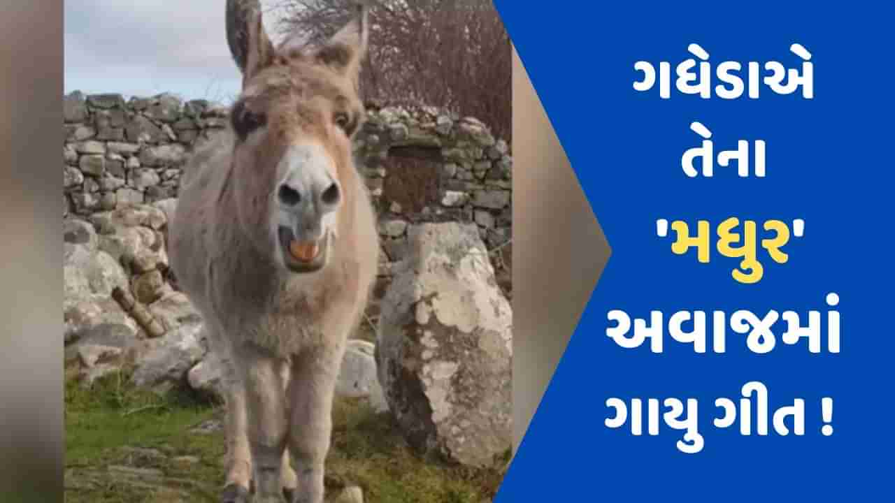 કર્કશ અવાજ વાળો ગધેડો પણ શું મધુર ગાઈ શકે છે? આ વીડિયો જોયા પછી તમે પણ દંગ રહી જશો, જુઓ Viral video