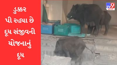 Gujarati Video: છોટાઉદેપુરના નસવાડીમાં દૂધ સંજીવની યોજનાના દૂધના પાઉચ ડુક્કર પીતા હોય તેવો Video Viral
