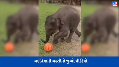 Viral Video: મદનિયું બાળકની જેમ જ બોલ સાથે મસ્તી કરતું જોવા મળ્યું, યુઝર્સ બોલ્યા- 'વાહ શું વાત છે'