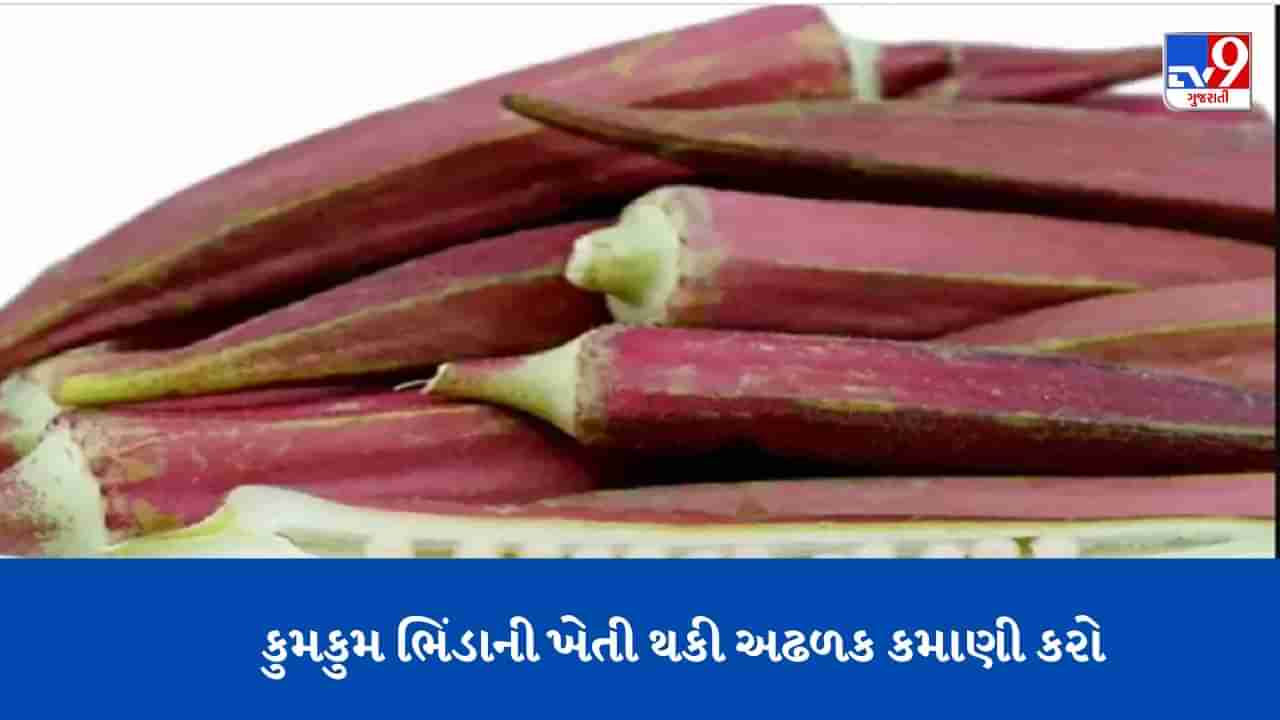 જો તમારે અઢળક પૈસા કમાવવા હોય તો કરો કુમકુમ ભિંડાની ખેતી, બજાર ભાવ રૂ. 500 પ્રતિ કિલો