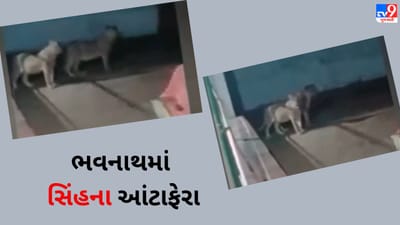 Gujarati VIDEO : ભવનાથમાં દરગાહ નજીક બે સિંહના આંટા ફેરા, VIDEO થયો વાયરલ Gujarati VIDEO : ભવનાથમાં દરગાહ નજીક બે સિંહના આંટા ફેરા, VIDEO થયો વાયરલ