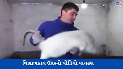 શું તમે ક્યારેય આટલો મોટો ઉંદર જોયો છે ? Viral Video જોઈ યુઝર્સ ચોંકી ગયા
